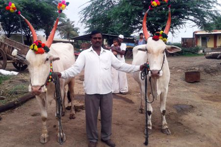 santaji jagnade maharaj palkhi sohala bail jodi