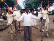 santaji jagnade maharaj palkhi sohala bail jodi