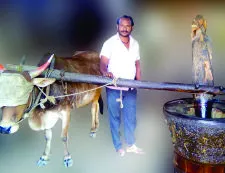 तेल कोणते खावे, तेल घाण्याचे की पॅकिंगचे ?